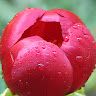 Hala Abd