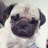 Sandy Francesco