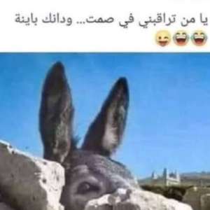 mostafamohamed wardany