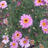 Jurgens Bosch
