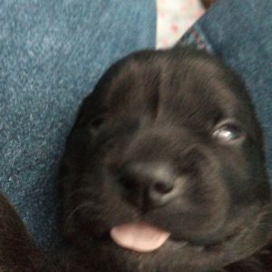 Sebas Xd