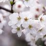 Ganapathy Shanbhag