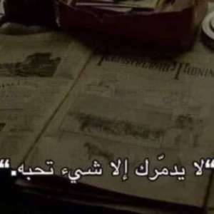 الأسد Lion