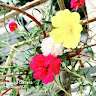 Md Mamun