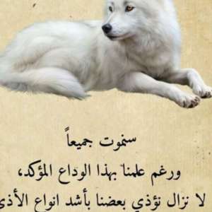 Naglaa Hamdy