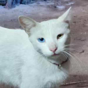 MR Cat