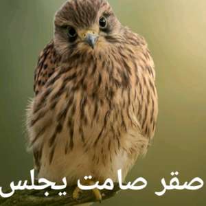 مصر حره