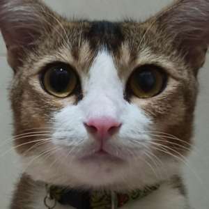 Az Toby