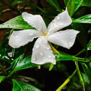 Gokul D Raj