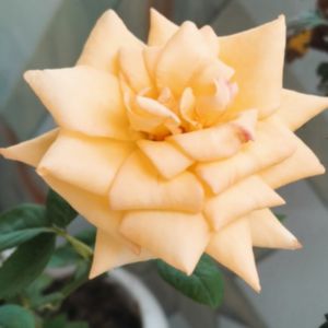 রাজ্যহীন রাজকুমারী