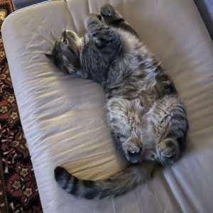 Арина Б