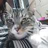 Mr Gato