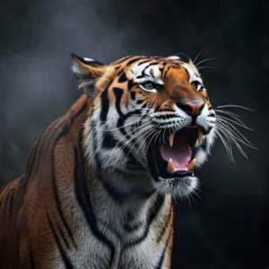 Shubham Gupta