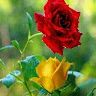 fathima Fathima