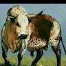 Dan tsonga Ngobeni