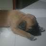romario sebastian conforme albuja