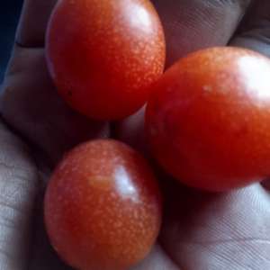 JOY MURITHI
