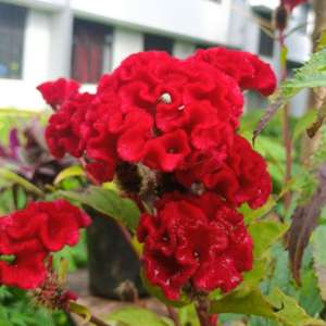 Jishnu Prabha